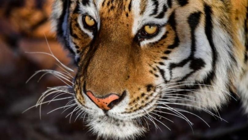 Man Goes to Smoke Weed in Abandoned House, Finds Tiger Inside