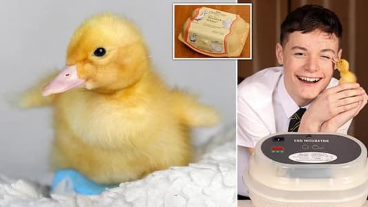 Teenager Hatches Duck Egg He Bought From Supermarket 
