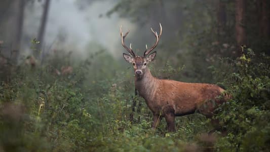 Brain-Eating Zombie Deer Disease Will Likely Spread To Humans