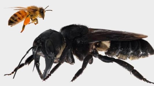 أكبر نحلة في العالم