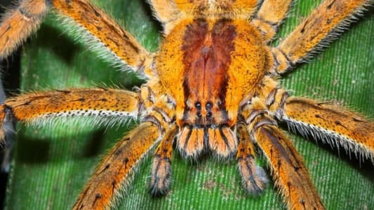 Spider Venom Drug Could Be More Effective Than Viagra, Study Says