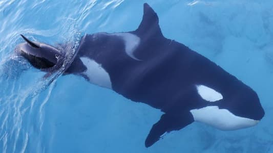 Scientists May Have Found a New Kind of Killer Whale