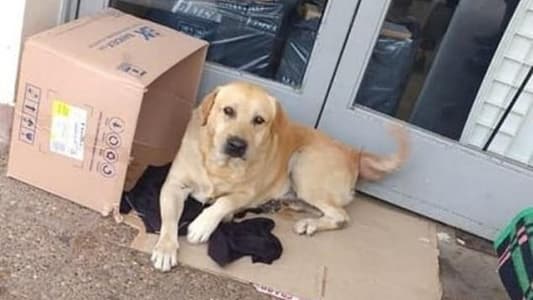 Loyal Dog Waits Outside Hospital for a Week Waiting for Dead Owner