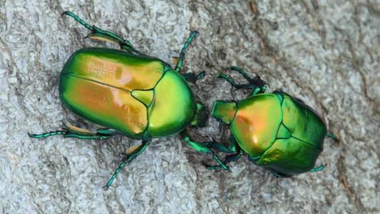 Why We Should Worry About Beetle Populations’ Decline in Lebanon