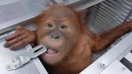 Russian Tourist Arrested After Attempting to Smuggle Drugged Orangutan in Luggage