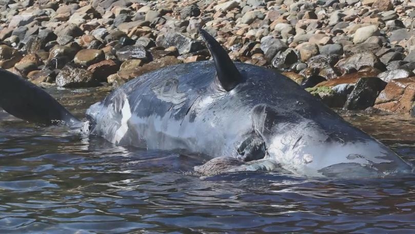 Main Highlight Image