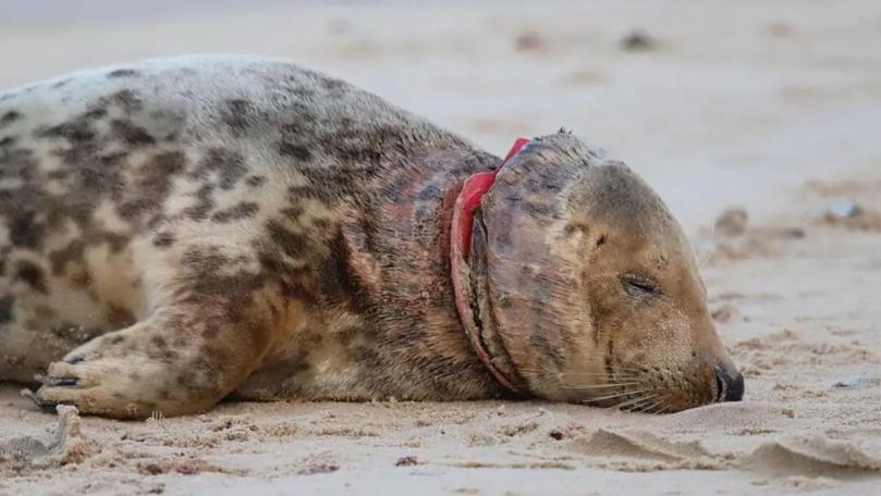 Seal Found With Frisbee Embedded in Neck in Third Incident on Norfolk Coast