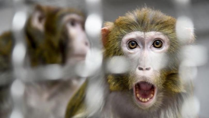 Scientist Injects Human Genes Into Monkeys' Brains to Make Them More Intelligent
