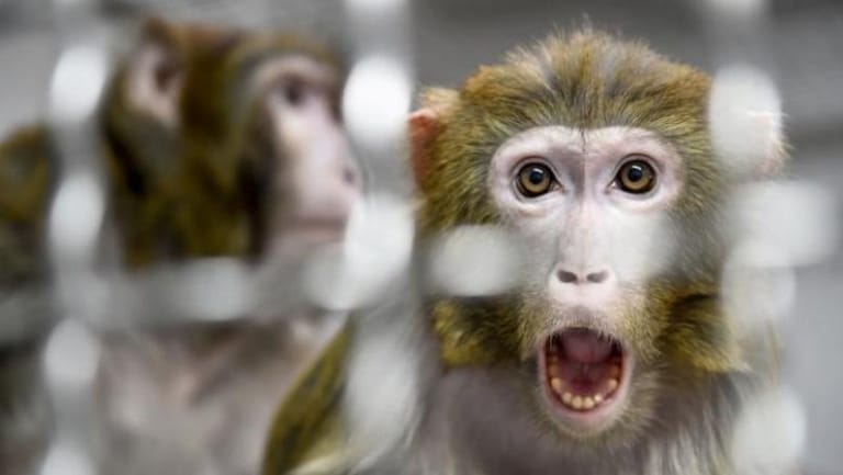Scientist Injects Human Genes Into Monkeys' Brains to Make Them More Intelligent