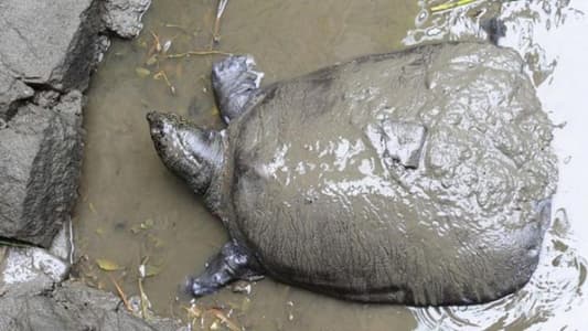 Last Female of World's Rarest Turtle Species Dies in China Zoo