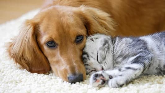 Dog Owners Are "Happier" Than Cat Owners, Study Finds