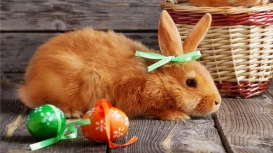 The Real Reason Why Bunnies Became The Symbol of Easter