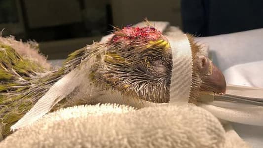 Parrot Becomes the First Bird in the World to Undergo Brain Surgery
