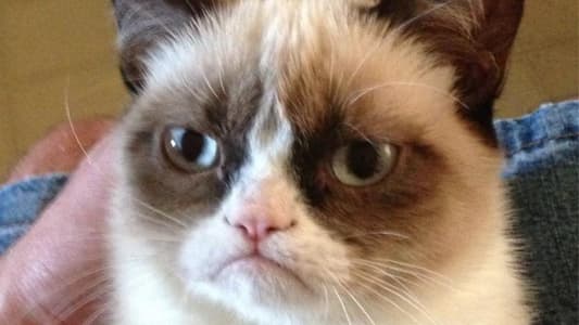 Grumpy Cat, Online Pet Sensation, Dies Aged 7