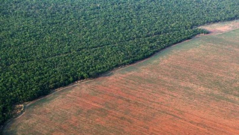 Deforestation in Amazon Has Risen by 20% This Year