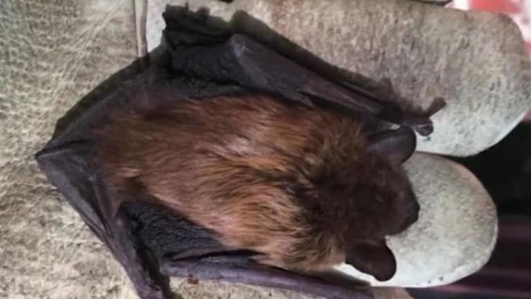 Rabid Bat Hiding in iPad Leaps Out and Bites Elderly Man