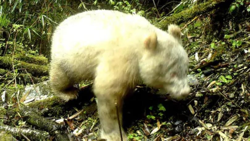 A Rare Albino Panda Has Been Captured on Camera for the First Time
