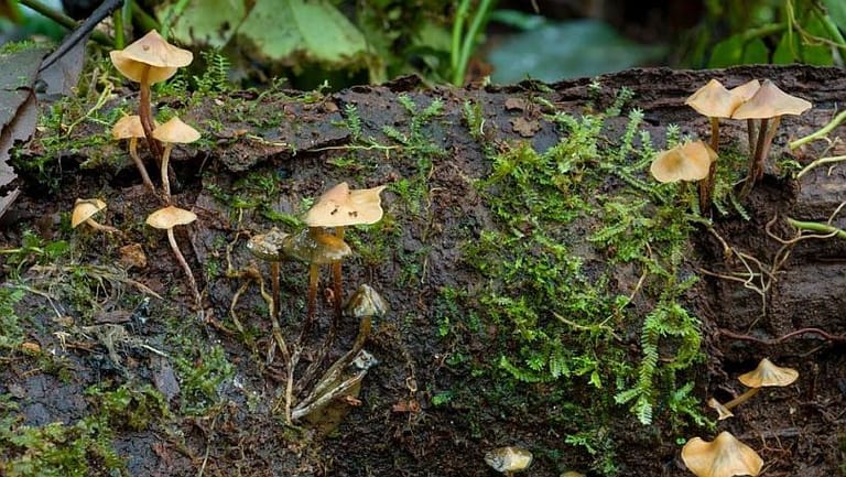 LSD and Magic Mushrooms Could Heal People Suffering From Depression