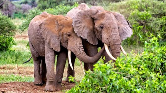 Elephants Have Secret Weapon Against Cancer 