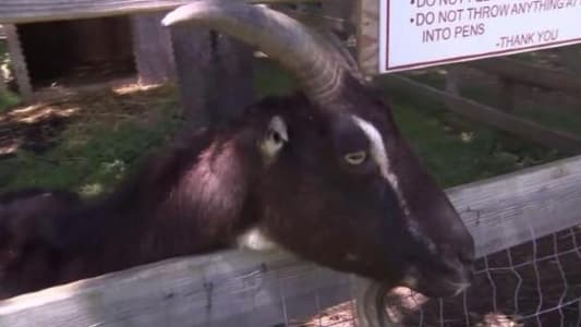 Men Break Into Nature Reserve and ‘Force Goat to Drink Beer’