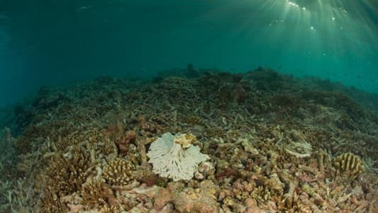 Tackle Climate Change by Fertilising Ocean With Iron, Expert Says