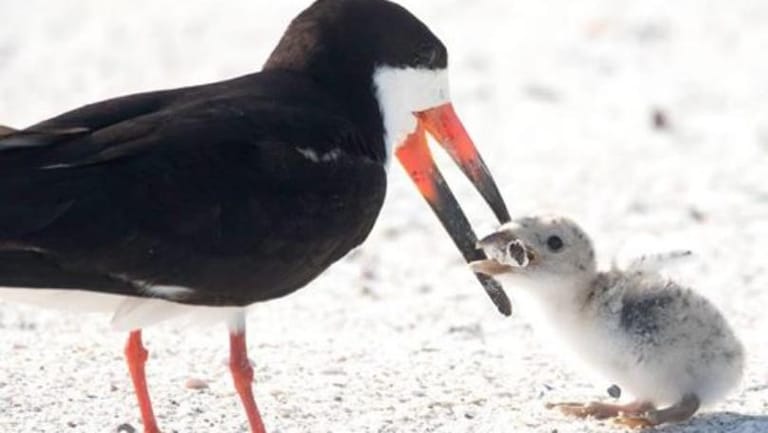طائر يُطعم فرخه سيجارة!