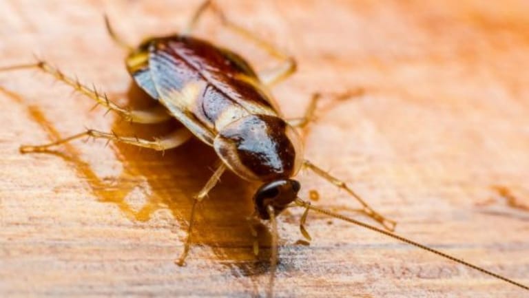 Cockroaches Evolved to Become Almost Impossible to Kill With Chemicals
