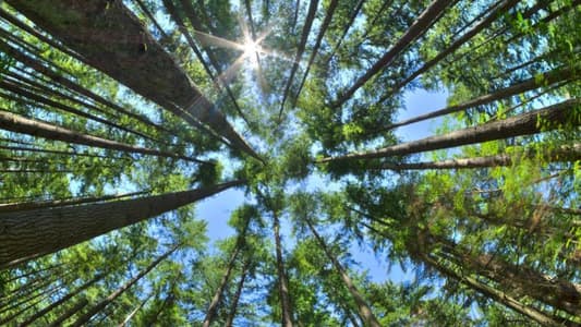 Planting Billions of Trees Is ‘Most Effective Climate Change Solution’, Researchers Say