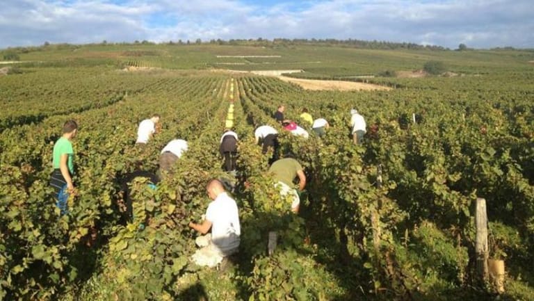 النقابات الزراعية دعت للنزول إلى الشارع 