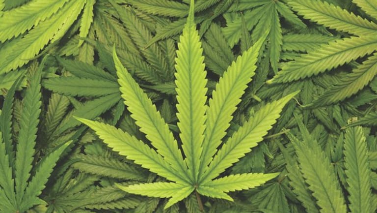 زوج النجمة الشهيرة الى تصنيع الماريجوانا