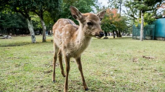 9 Deer in Japanese Sacred Sanctuary Found Dead With Plastic in Stomachs