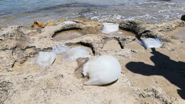 بالصور: قناديل البحر تجتاح شاطئا لبنانيا