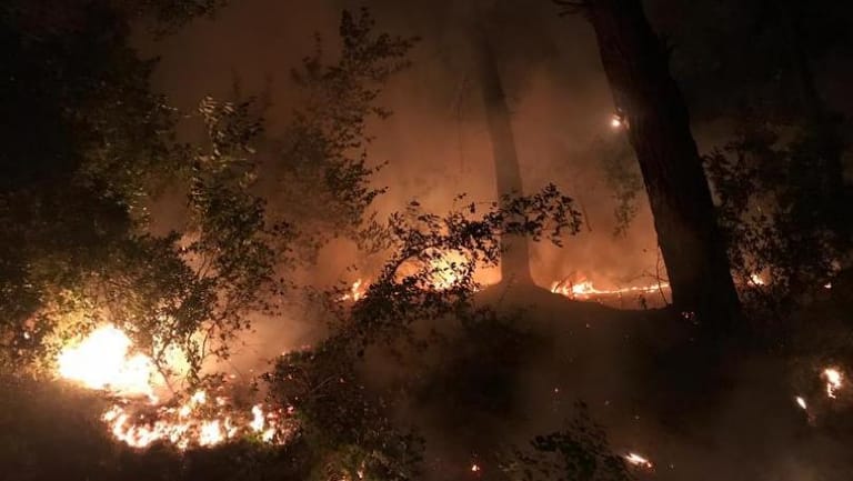 اخماد حريق في اشجار الصنوبر في المرادية