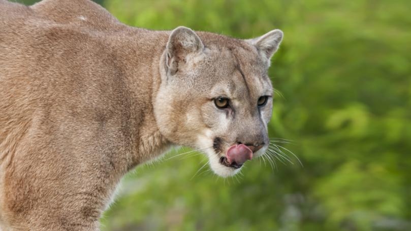 Humans Have a Lethal Effect on Large Predators, Study Finds