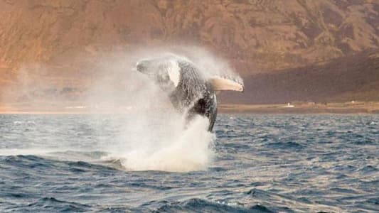 Iceland Will Not Hunt Whales This Summer for the First Time in 17 Years