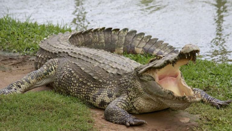 أراد الاغتسال في النهر فابتلعه تمساح!