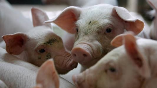 African swine fever hits pig farm in northeast Bulgaria