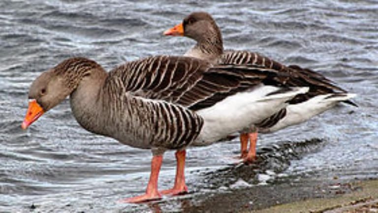 زوجا إوز يمنعان من إقامة حفل زفافها! 