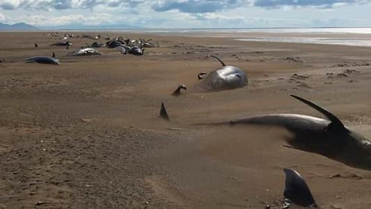 Mystery As Dozens of Dead Whales Are Found Beached in Iceland