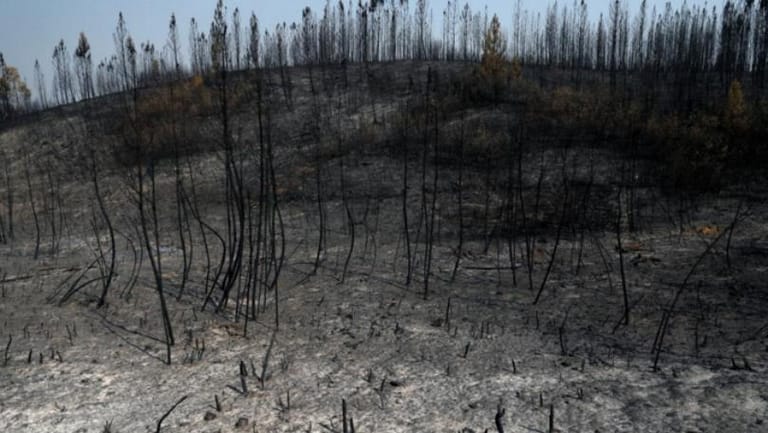 Strong winds reignite wildfires in central Portugal