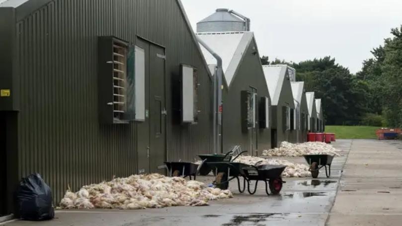 Thousands of Chickens Die in Heatwave at Farm in UK