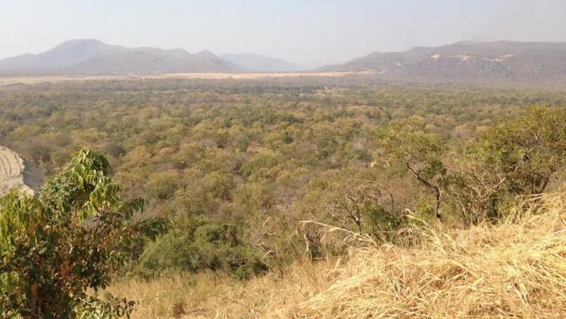 Ethiopia ‘Plants More Than 350 Million Trees’ in One Day