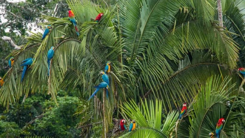 More Than Half of World's Forest Wildlife Lost in 40 Years, Study Finds