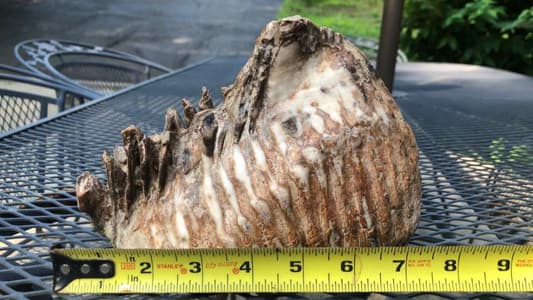 12-Year-Old Boy Finds Massive Woolly Mammoth Tooth in Ohio