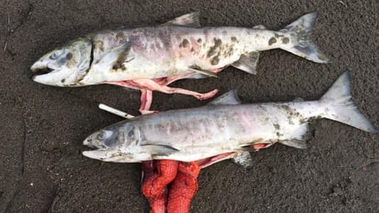 Unprecedented Alaska Heatwave ‘Kills Thousands of Fish’