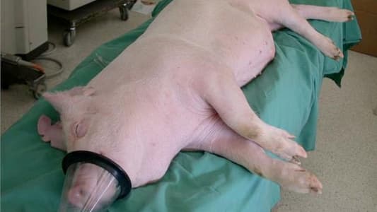 Pig Hearts Could Be Adapted for Humans 'Within 3 Years' Surgeon Says