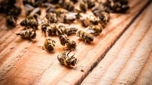 Half a Billion Bees Die Within Three Months in Brazil