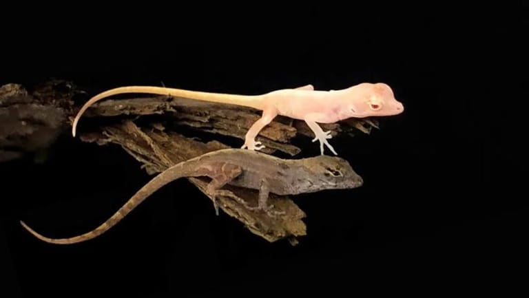 Scientists Create Gene-Edited Mutant Lizards for First Time