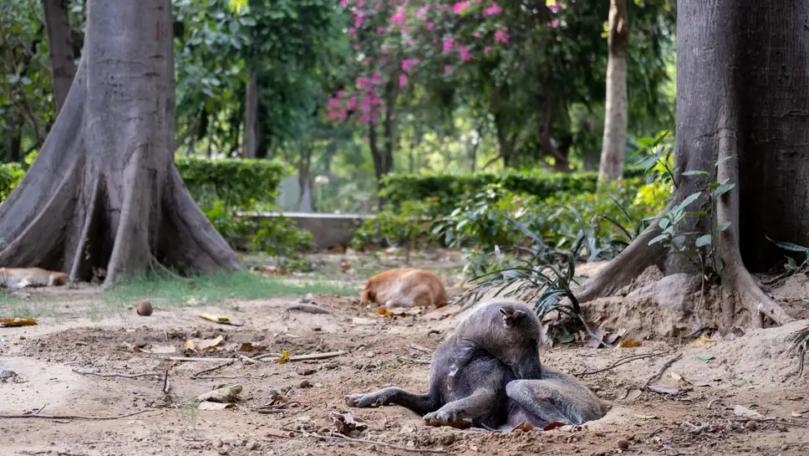 Stray Dog’s Biting Spree Sends 31 People to Hospital