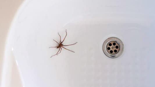 Why You Really Shouldn’t Kill the Spiders in Your Home, According to an Entomologist